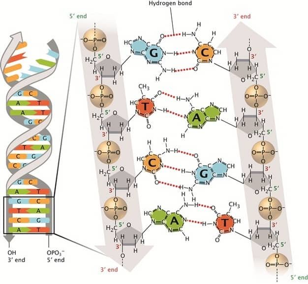 Watson-and-Crick-DNA-Structure-and-Function.