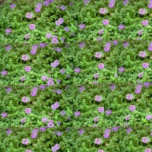 purple and green grassland wallpaper